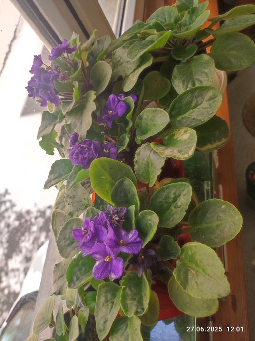 Фиалки молодые цвет