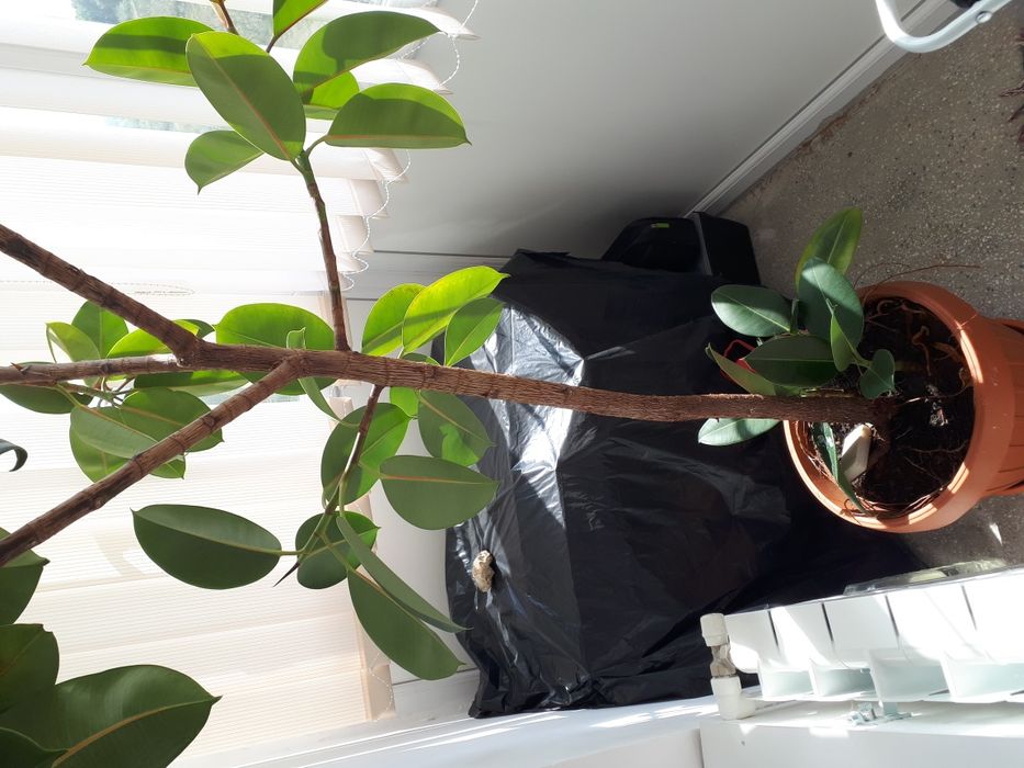 Ficusi de la 100 RON