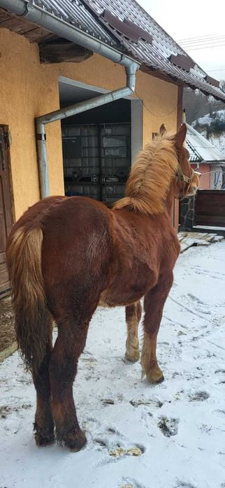 Vand manza de 7 luni