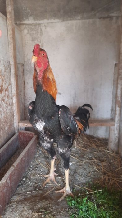 1 yillik dakan xoroz sotiladi