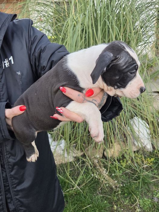 Американско Були[American Buly]