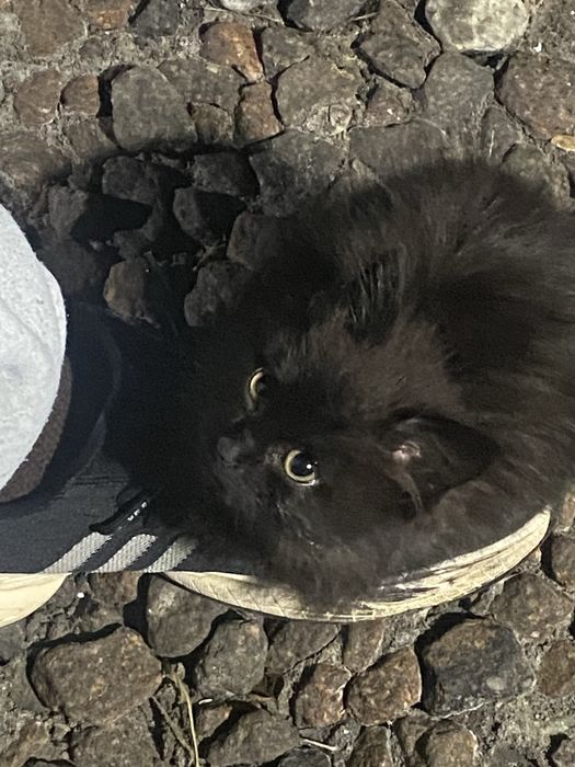 Кошечка ищет дом