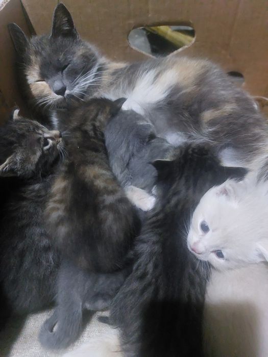 Котята от британки