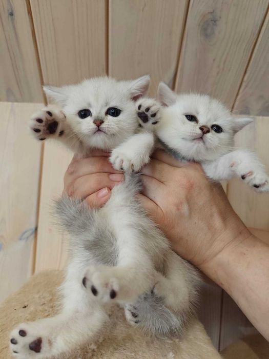 Серебряная и Золотая шиншила,британские короткошёрстные котята