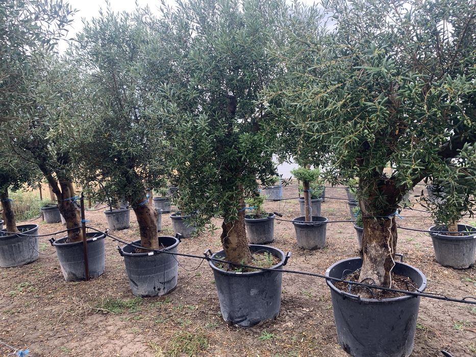 Maslin rezistent la -15