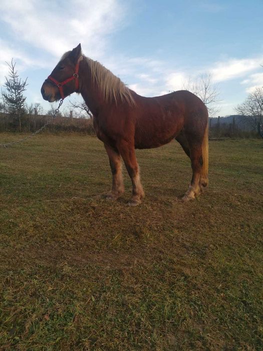 Manza tanara un an jumate