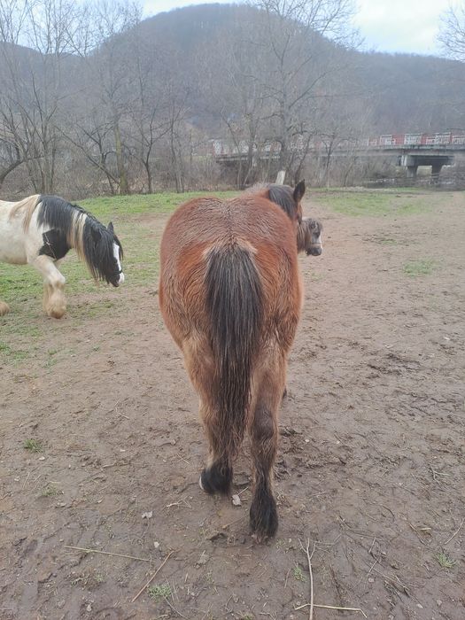 Manza ardeneza 6 luni