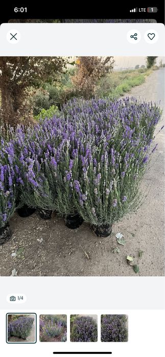 Lavanda urugi bor fransuskiy