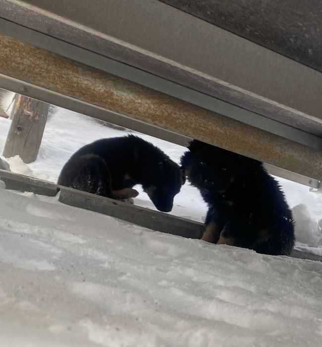 Отдадим щенков в хорошие руки.