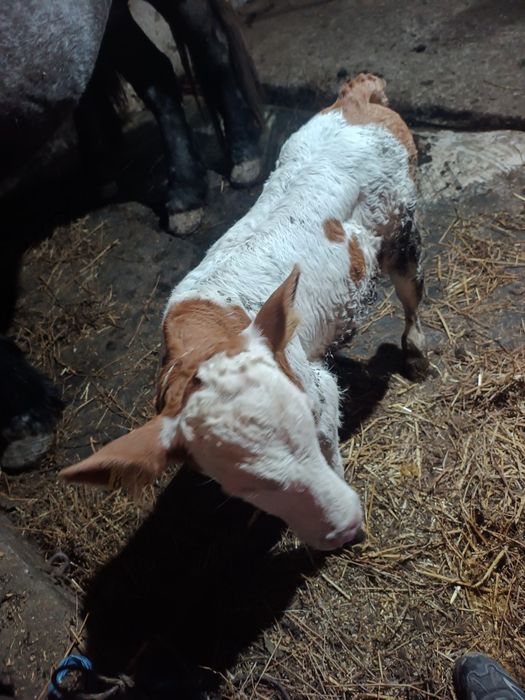 De vanzare vitel de 3 săptămâni