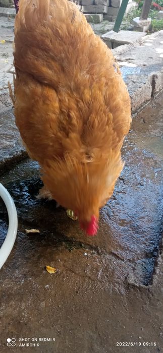 Какинхин Сотилади состояние отличное