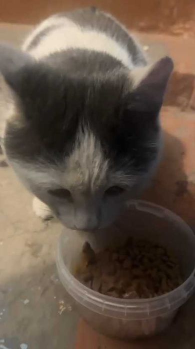 Коту нужен дом! Срочно!