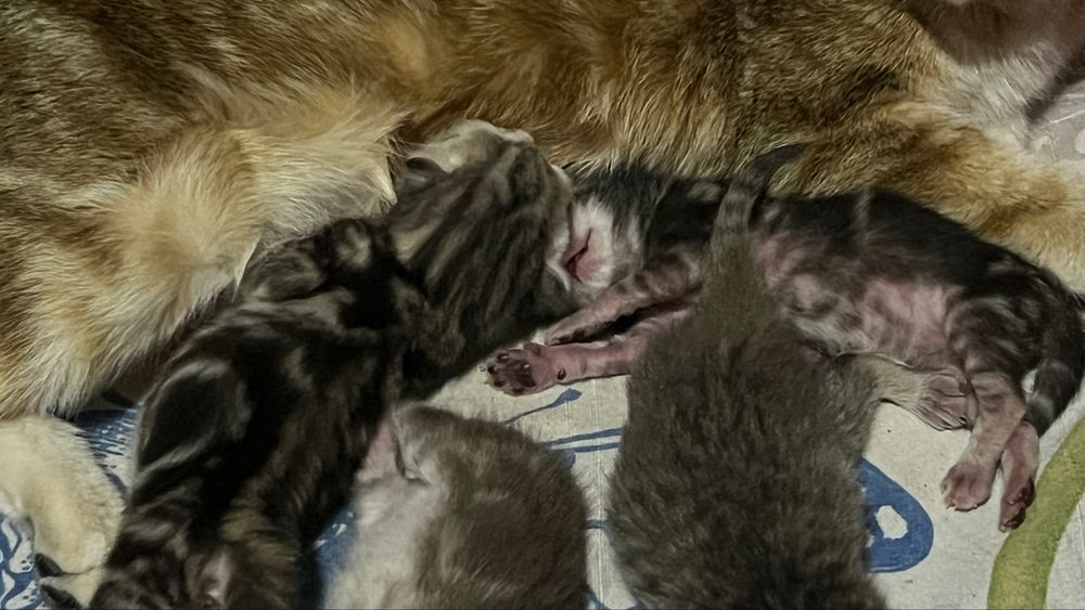 Отдам даром  кошку 10 мес
