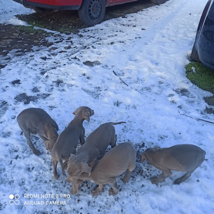 Продавам малки кучета Ваймаран