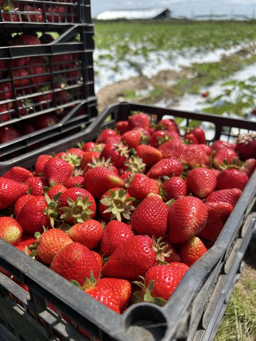 Stoloni de căpșuni - uniferi