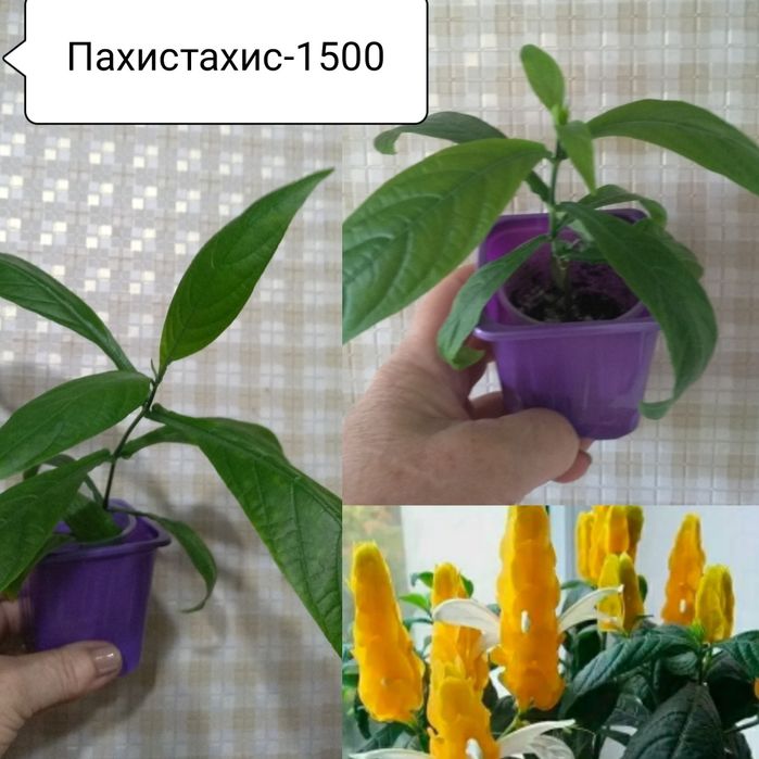 Продам цветы комнатные