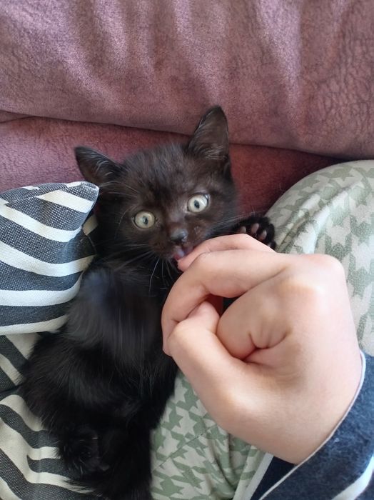 Бесплатно котята