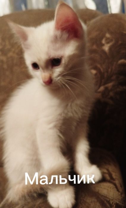 Отдам котят в хорошие руки