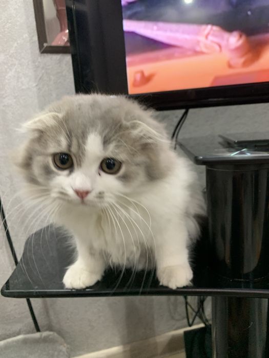 Вислоухая пушистая девочка скотиш фолд