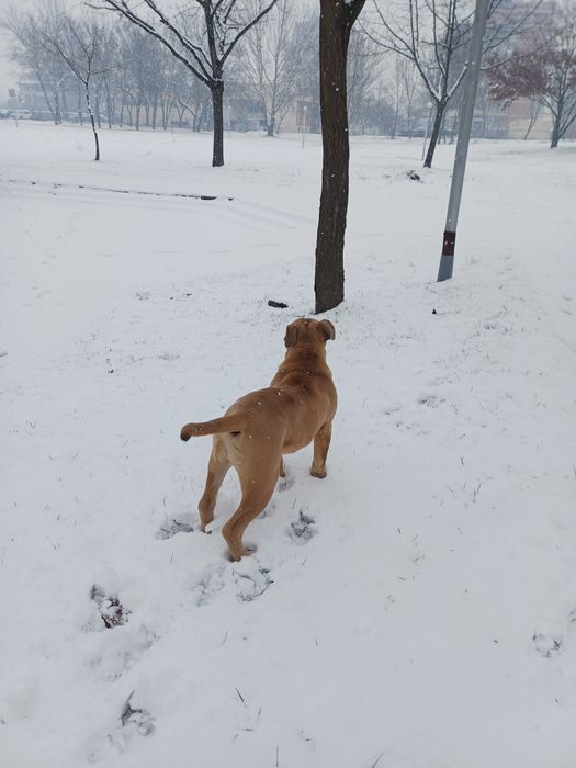 American bully standard