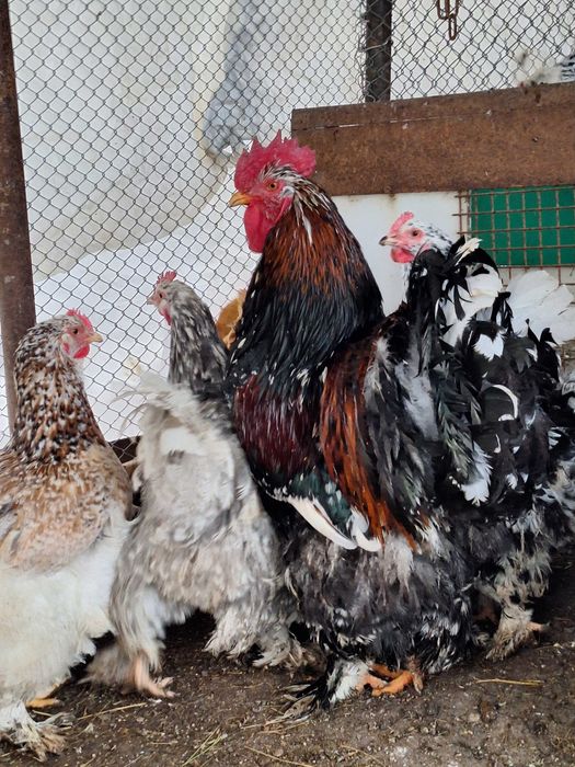 Продавам оплодени яйца от кохин стандарт