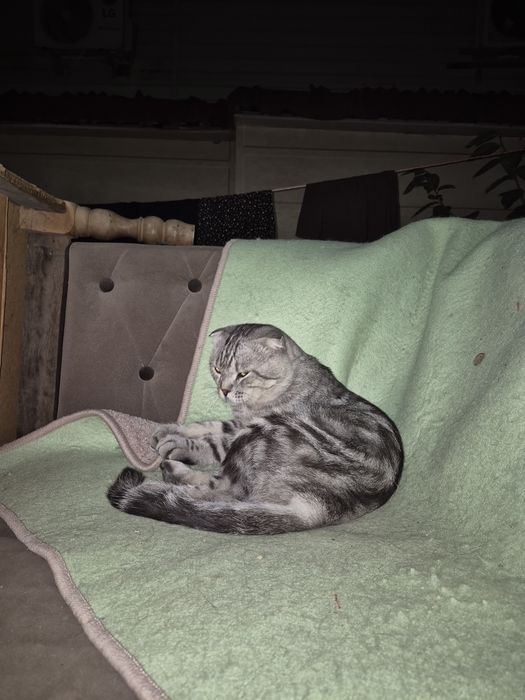 Scottish fold erkak