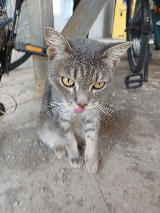 Ущем хозяев коту