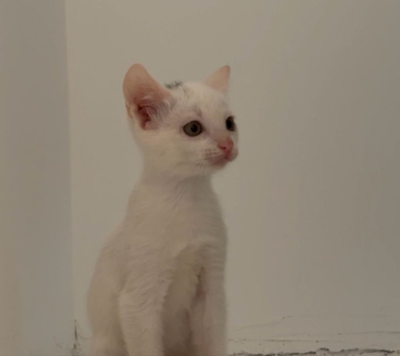 Милые девочки-котята, котенок в добрые руки! Доставим бесплатно