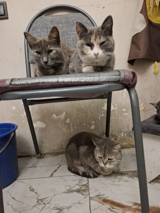 Отдам котята  добрый  руки