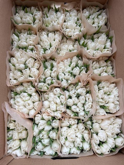 Тюлпан Алматы оптом с теплицы