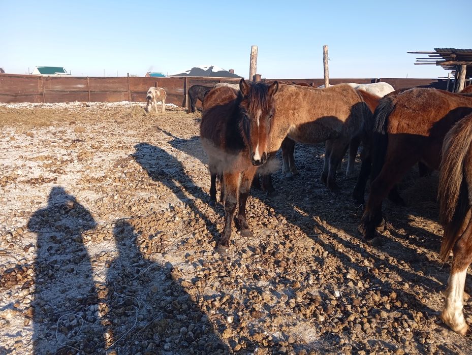 Продам лошади, в апреле - май будет 2 года.