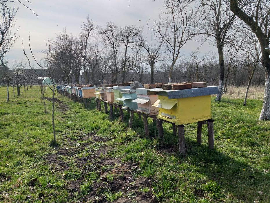 Vând familii de albine