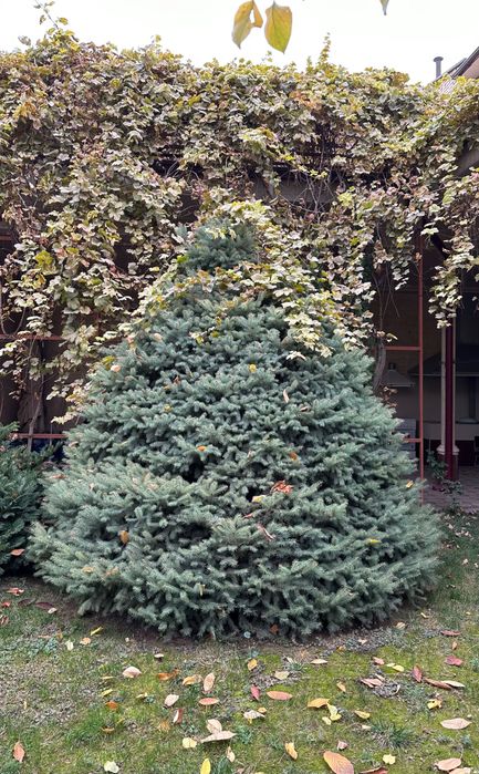 Ель голубая Елка