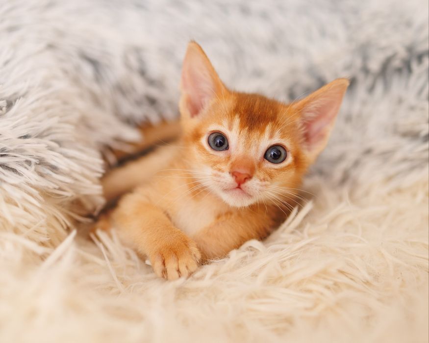 Котята Чаузи  чистые линии SBT