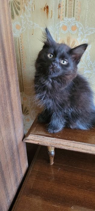 Скоттиш хейланд фолд
