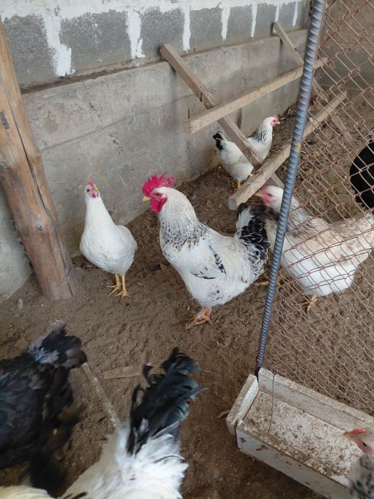 Қораздар Брамма. ЛЕГОРН АДЛЛЕР