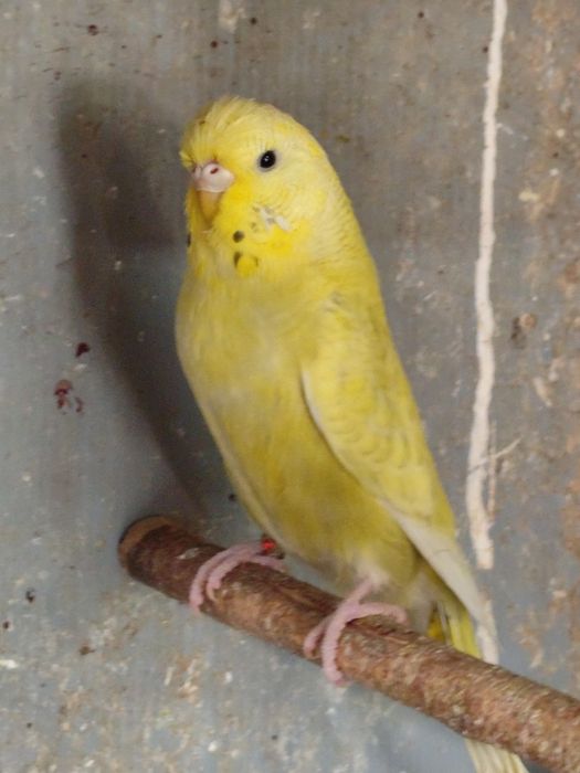 Peruși ,pui și tineret