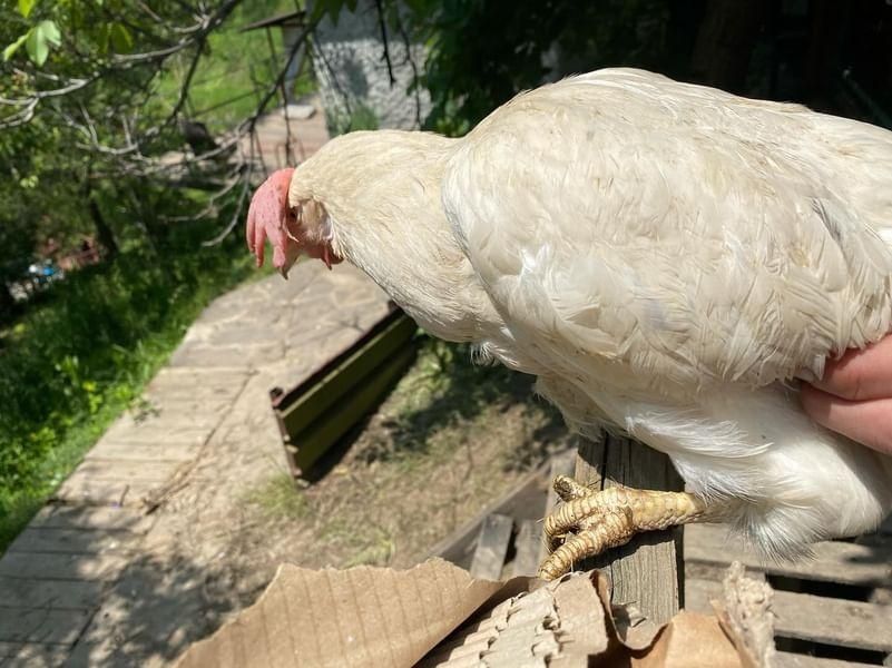 Курицы белые и красные штук 41