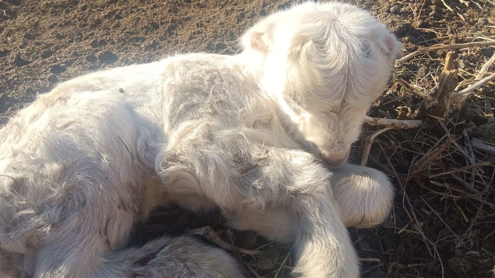 Қозы сатылады срочно арзан бағада