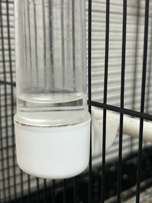 Попугай девочка