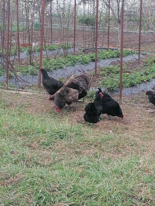 Pui australorp negru și albastru
