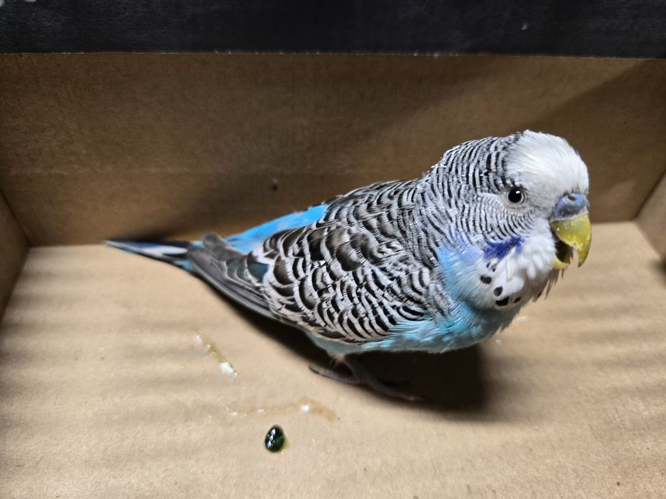 Papagali peruși de vânzare