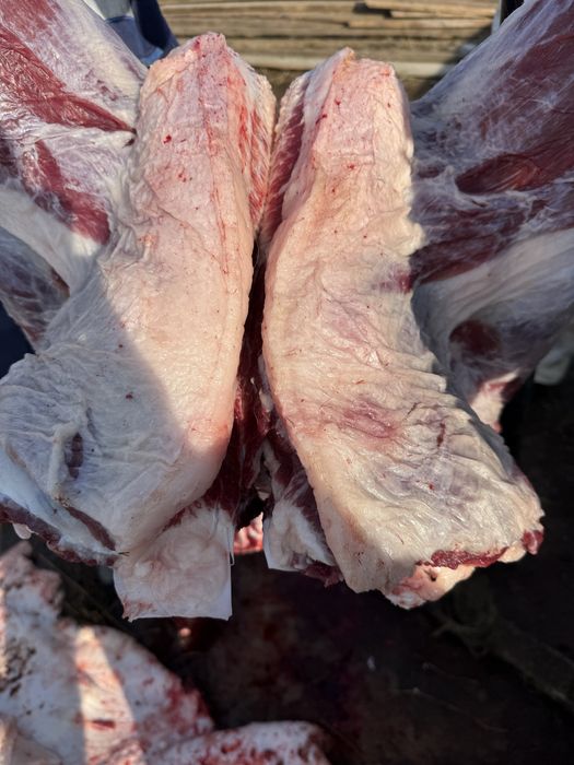 кашар 3500 тг кг