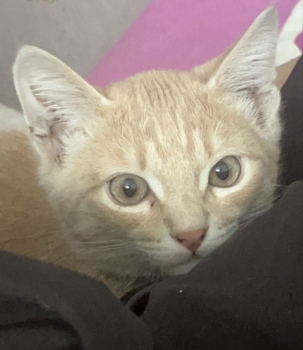 Котенок мальчикк