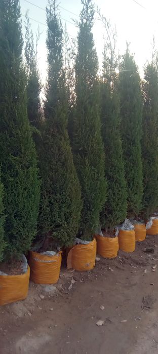 Barcha turdagi manzara va mevali