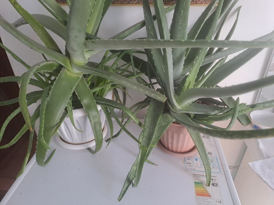 Гүлдер цветы гүл