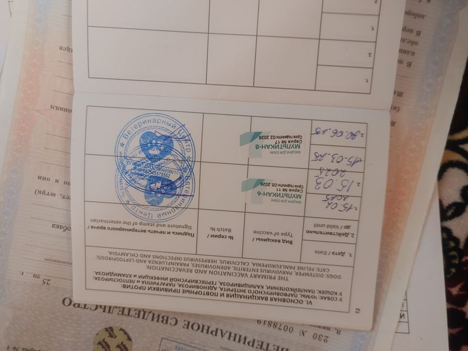 Немецкая овчарка