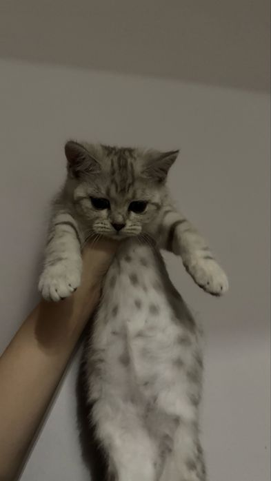 Шотландская кошечка
