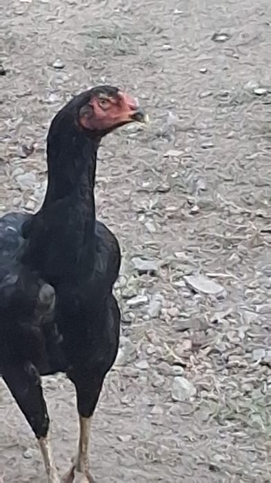 Продам курей и цвплять.