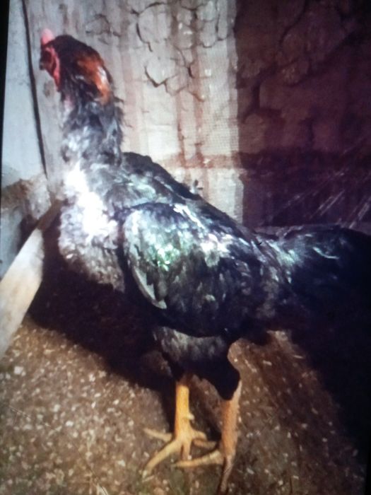 Продам петуха бойцов